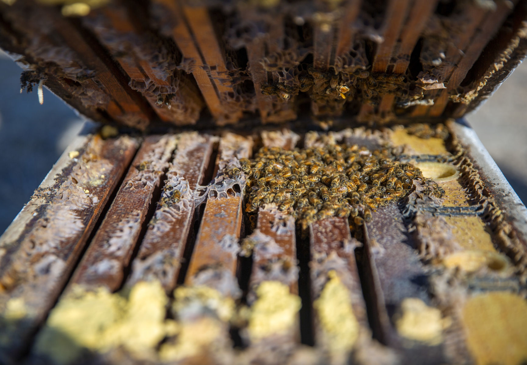 The death of bees